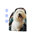 Small plums dog's daily.（個別スタンプ：8）