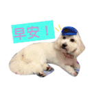 Small plums dog's daily.（個別スタンプ：9）