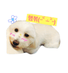 Small plums dog's daily.（個別スタンプ：10）