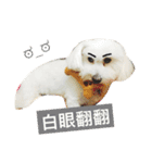 Small plums dog's daily.（個別スタンプ：12）
