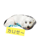 Small plums dog's daily.（個別スタンプ：13）