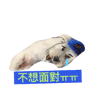 Small plums dog's daily.（個別スタンプ：14）