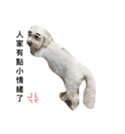 Small plums dog's daily.（個別スタンプ：15）