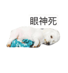 Small plums dog's daily.（個別スタンプ：16）