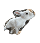 Cute Island Rabbits（個別スタンプ：2）