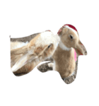 Cute Island Rabbits（個別スタンプ：3）