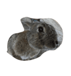 Cute Island Rabbits（個別スタンプ：5）