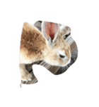 Cute Island Rabbits（個別スタンプ：6）