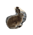 Cute Island Rabbits（個別スタンプ：7）