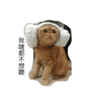 lulucat happy live 1st（個別スタンプ：1）