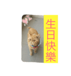 lulucat happy live 1st（個別スタンプ：2）