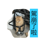 lulucat happy live 1st（個別スタンプ：3）