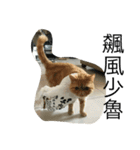 lulucat happy live 1st（個別スタンプ：5）