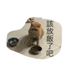 lulucat happy live 1st（個別スタンプ：6）