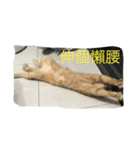 lulucat happy live 1st（個別スタンプ：7）