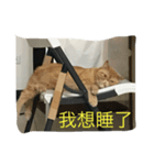 lulucat happy live 1st（個別スタンプ：8）