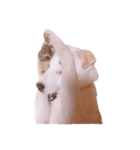 チクワときどきマメ（個別スタンプ：3）