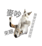 Daily life articles（個別スタンプ：4）