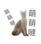 Daily life articles（個別スタンプ：5）