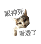 Daily life articles（個別スタンプ：8）
