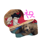 我が家のわんこ6匹（個別スタンプ：7）