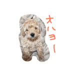我が家のわんこ6匹（個別スタンプ：8）