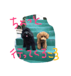 我が家のわんこ6匹（個別スタンプ：12）
