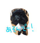 我が家のわんこ6匹（個別スタンプ：14）