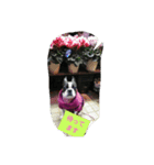 可愛いコウ 2（個別スタンプ：4）