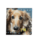 paty-kun（個別スタンプ：1）
