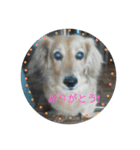 paty-kun（個別スタンプ：5）