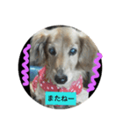 paty-kun（個別スタンプ：6）