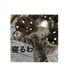 ポメプー  じゅり（個別スタンプ：3）