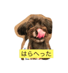 ポメプー  じゅり（個別スタンプ：9）