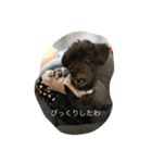 ポメプー  じゅり（個別スタンプ：10）