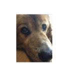 愛犬チビ（個別スタンプ：3）