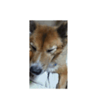 愛犬チビ（個別スタンプ：5）