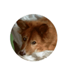 愛犬チビ（個別スタンプ：6）