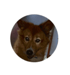 愛犬チビ（個別スタンプ：7）
