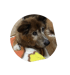 愛犬チビ（個別スタンプ：8）