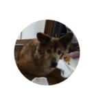 愛犬チビ（個別スタンプ：9）