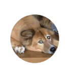 愛犬チビ（個別スタンプ：10）