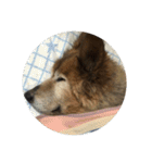 愛犬チビ（個別スタンプ：12）