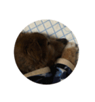 愛犬チビ（個別スタンプ：13）