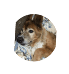 愛犬チビ（個別スタンプ：16）