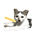 ねこねこにゃんずスタンプ（個別スタンプ：1）