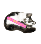 ねこねこにゃんずスタンプ（個別スタンプ：2）
