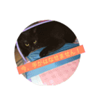 ねこねこにゃんずスタンプ（個別スタンプ：6）