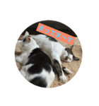 ねこねこにゃんずスタンプ（個別スタンプ：11）
