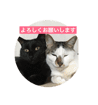 ねこねこにゃんずスタンプ（個別スタンプ：12）